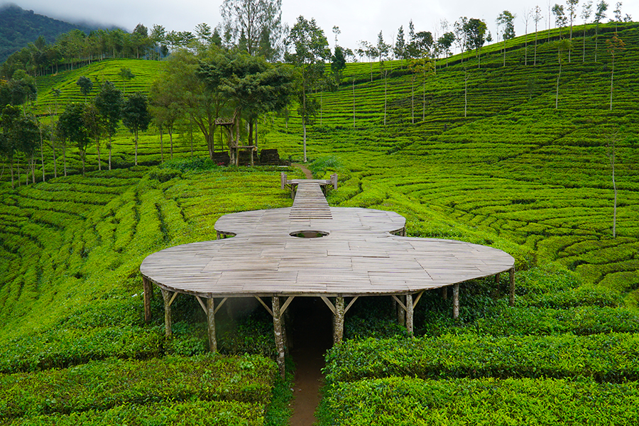 wisata kebun teh - kebun teh sirah kencong blitar