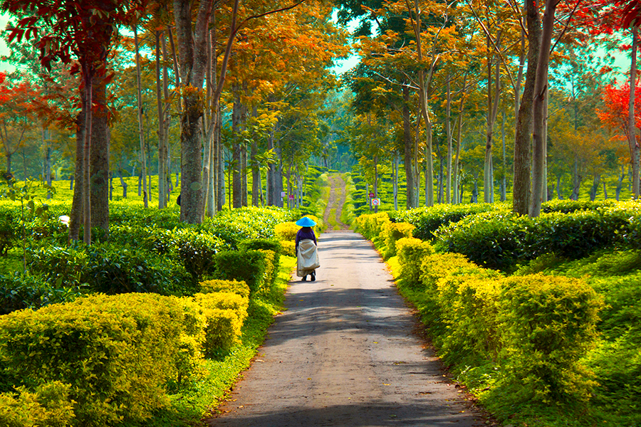 wisata kebun teh - kebun teh wonosari malang