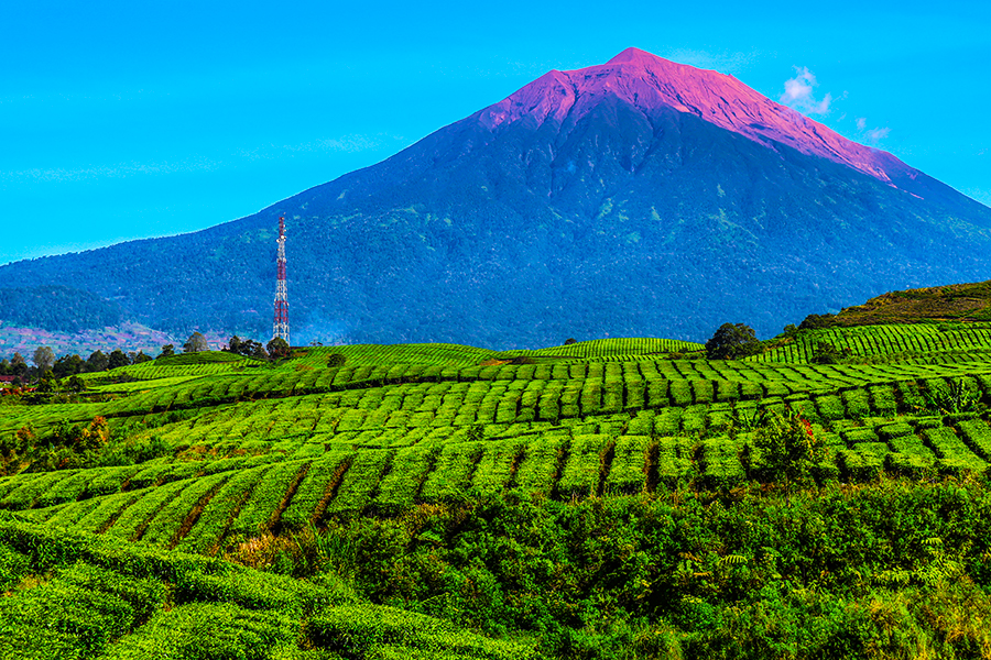 wisata kebun teh - kebun teh kayu aro jambi