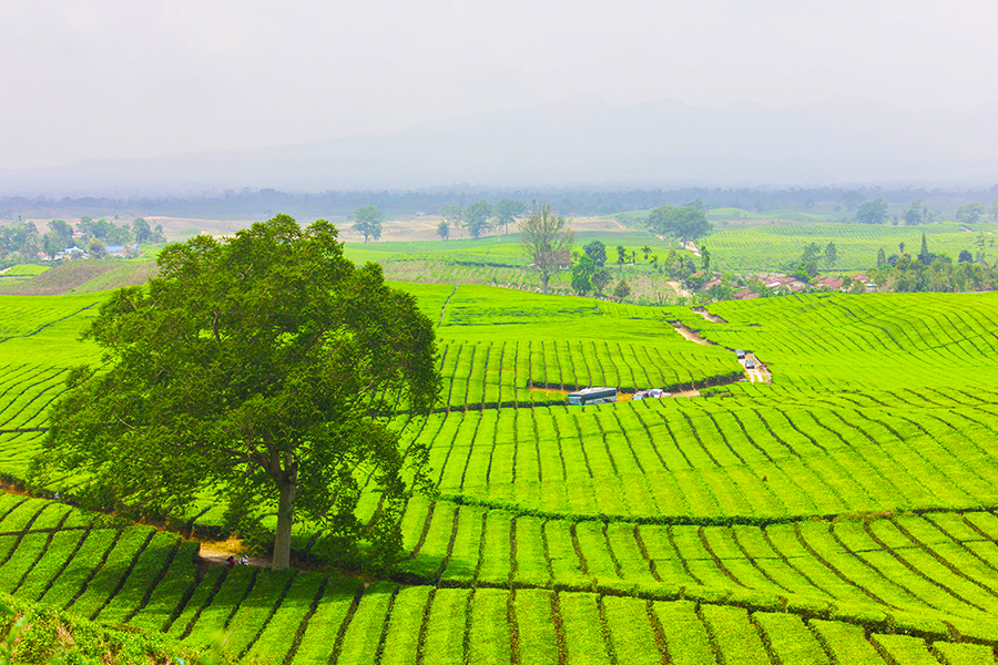 wisata kebun teh - kebun teh bah butong sidamanik sumatra utara