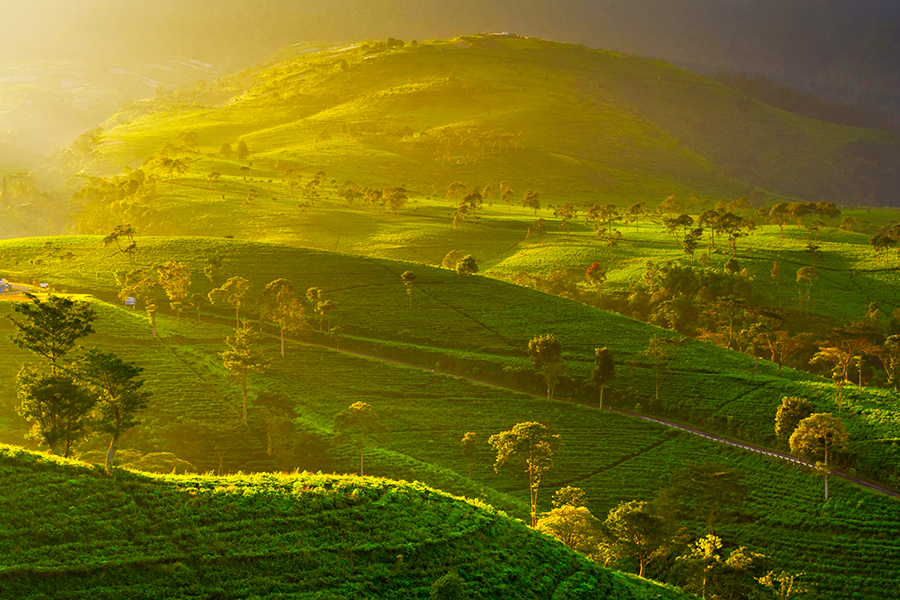 wisata kebun teh - kebun teh kemuning karanganyar