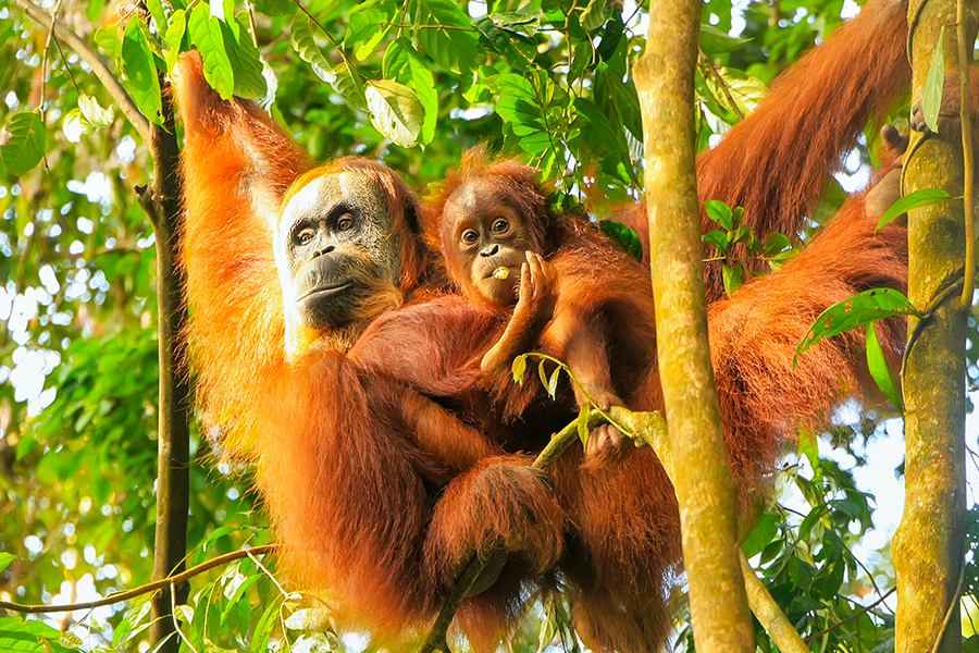 Things to do in Medan and surrounding Bahorok, visit Bukit Lawang