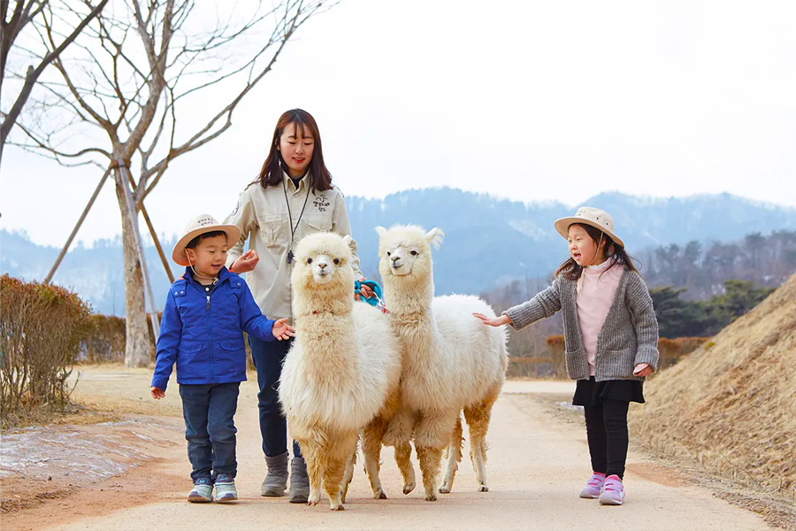 things to do in seoul, go on tour to Chuncheon city to meet Alpaca