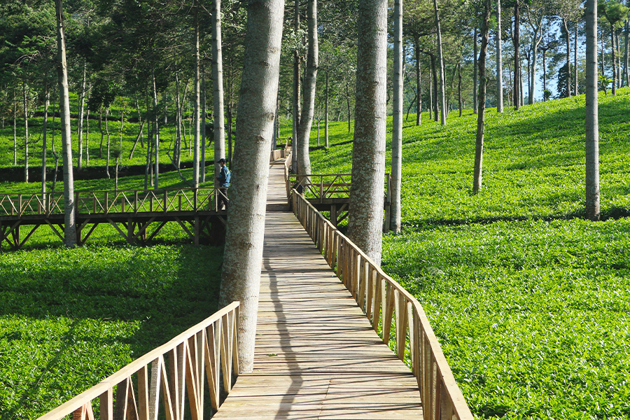 wisata kebun teh - kebun teh tambi wonosobo