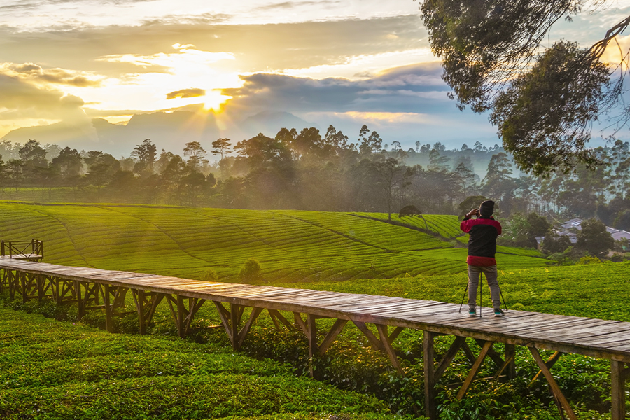 wisata kebun teh - kebun teh cukul pengalengan