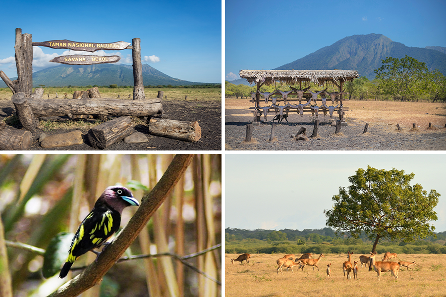 wisata situbondo - baluran