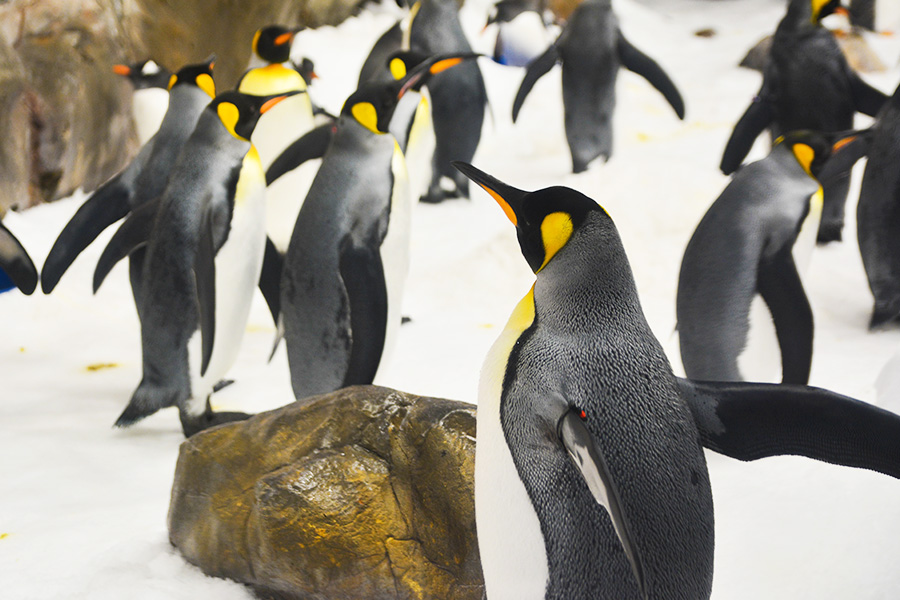 penguin