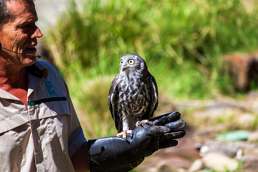 owl