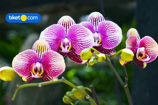 orchid forest cikole