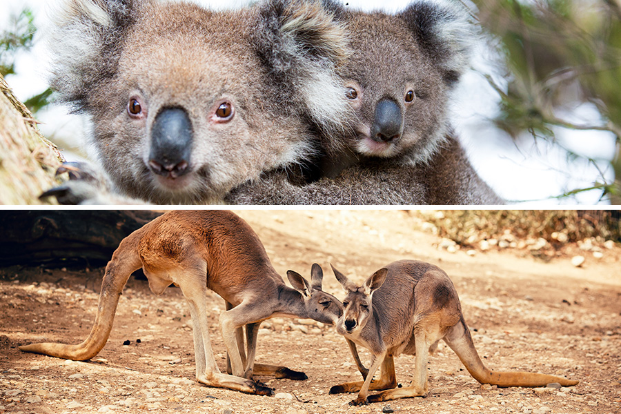 koala and kangaroo