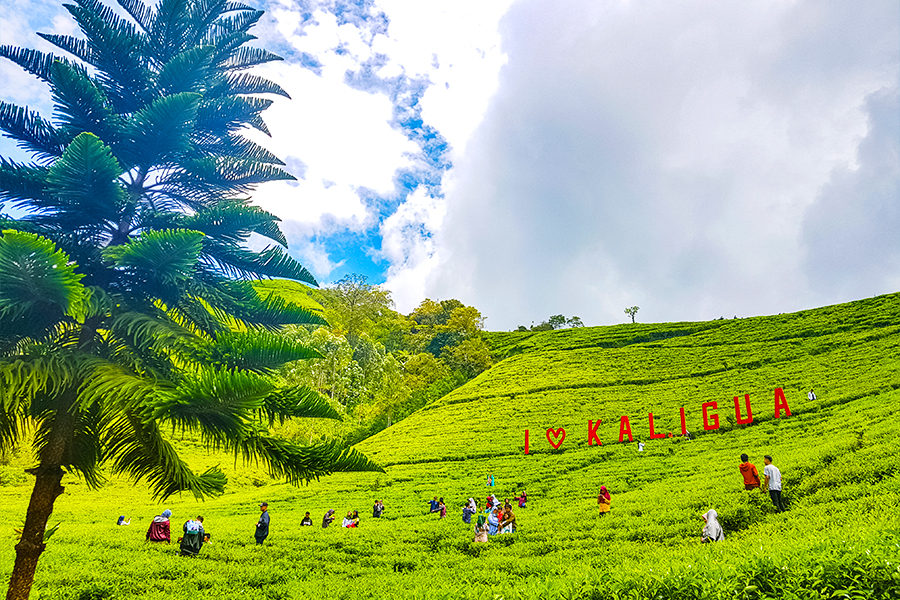 tempat wisata di brebes - Kebun Teh Kaligua