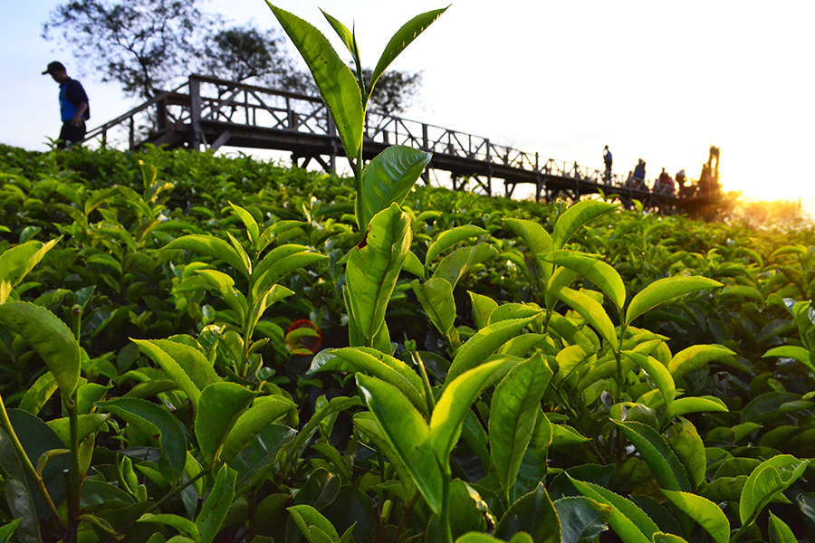 kebun teh wonosari