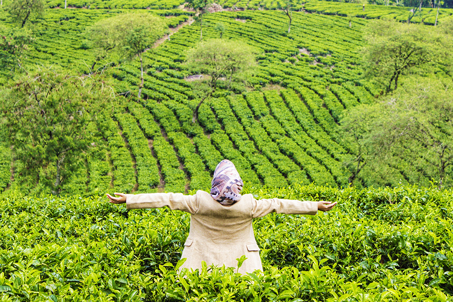 kebun teh wonosari