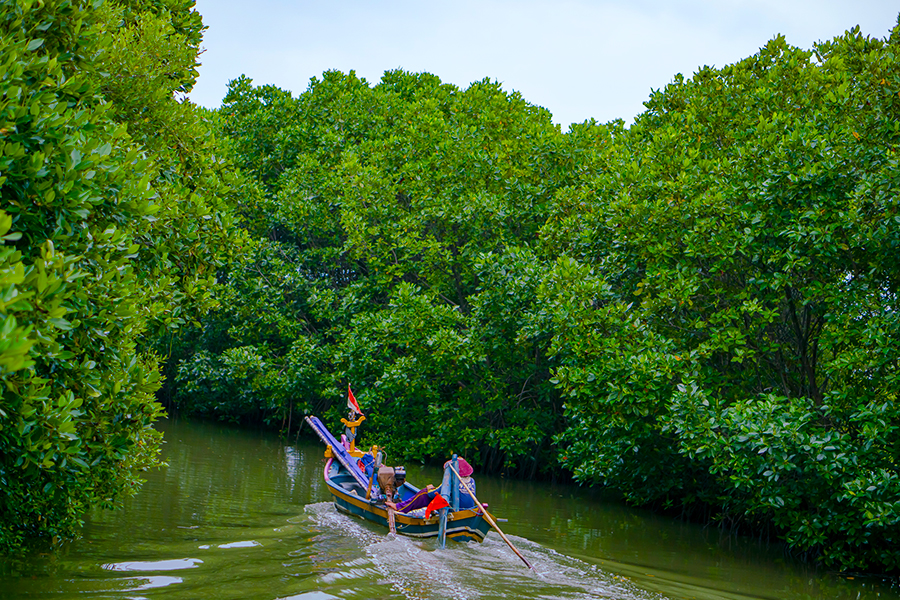 tempat wisata di brebes - Hutan Mangrove Brebes 
