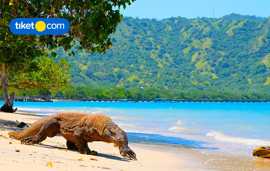 10 Hal Seru Saat Liburan ke NTT, Cocok Buat Bucketlist Kamu Tahun Depan!