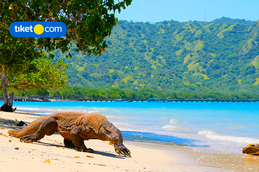 10 Hal Seru Saat Liburan ke NTT, Cocok Buat Bucketlist Kamu Tahun Depan!