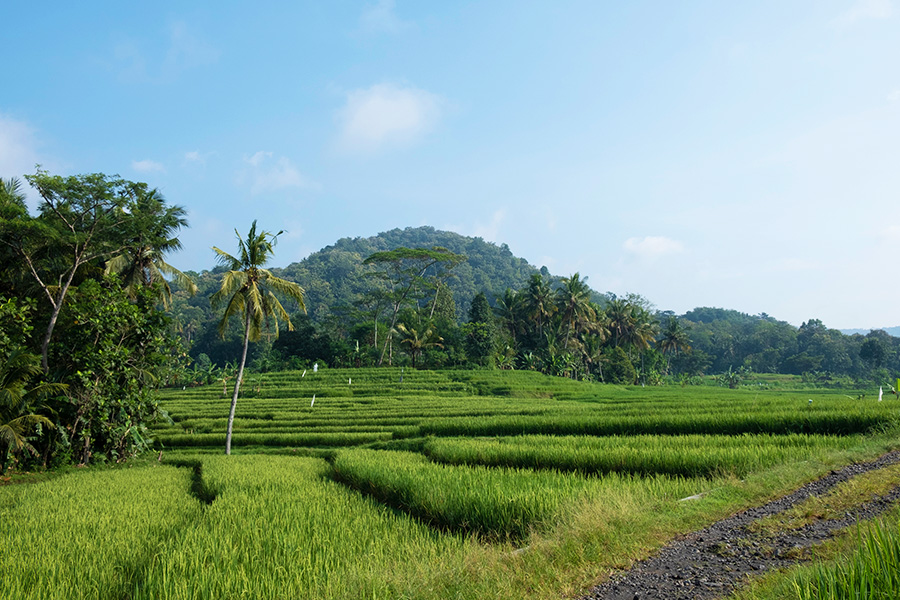 wisata kekinian di jogja salah satunya Pronosutan ubud e jogja