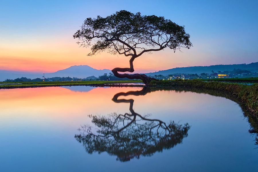 tempat wisata di salatiga - Pengantin Tree Salatiga