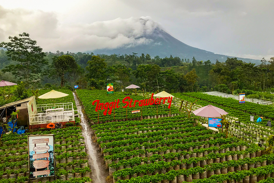 tempat wisata di magelang - Kebun Inggit Strawberry
