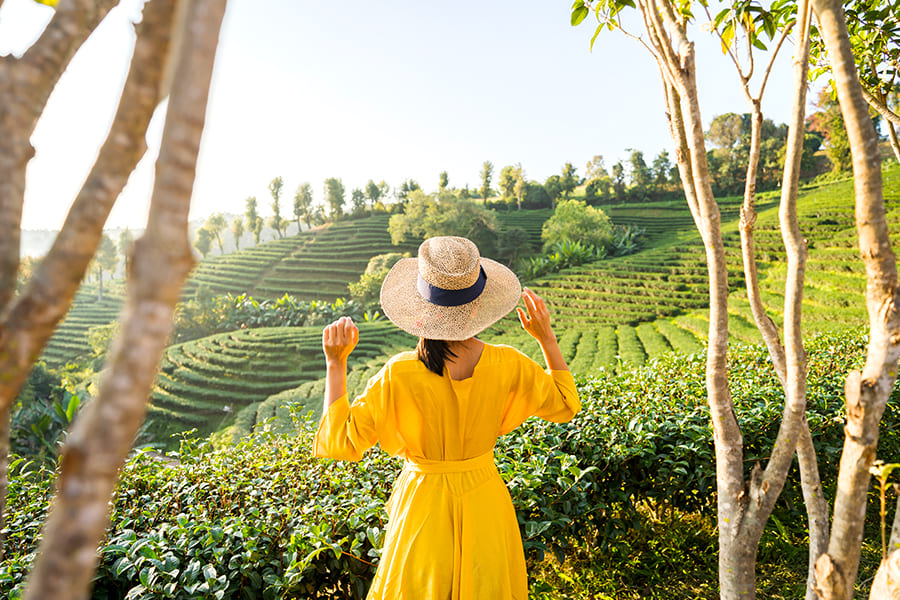 wisata di majalengka - Kebun Teh Cipasung