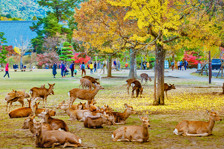 Nara Deer Park is accessible with JR West Pass