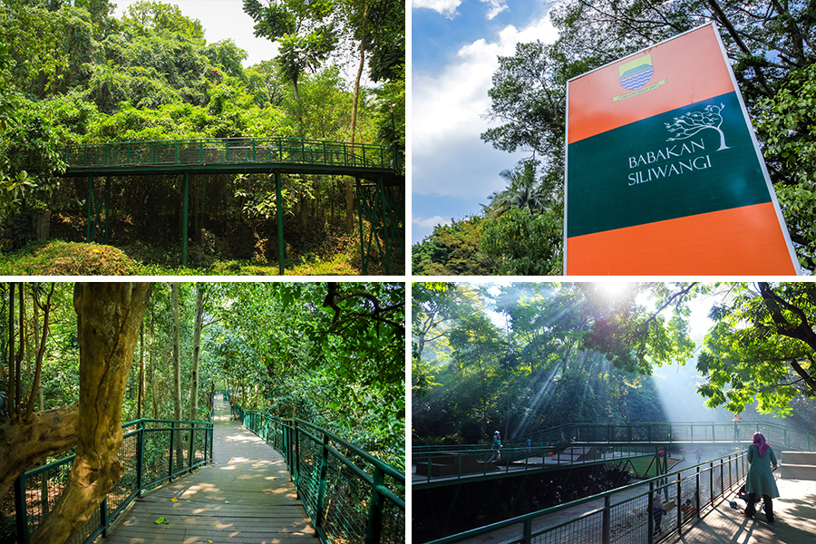 wisata dekat stasiun bandung - Forest Walk Babakan Siliwangi