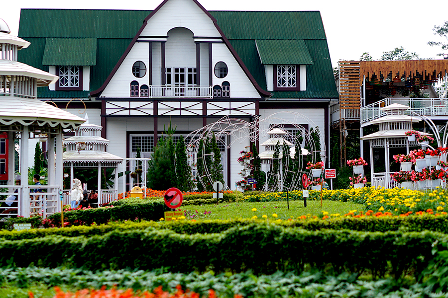 taman bunga celosia