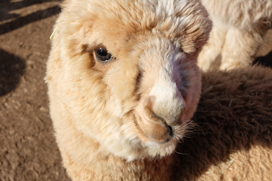 Lihat alpaca lucu di Alpaca World dekat Nami Island, Korea Selatan