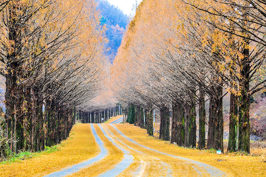 Kunjungi berbagai Tree Lane cantik yang ada di Nami Island, Korea Selatan. 