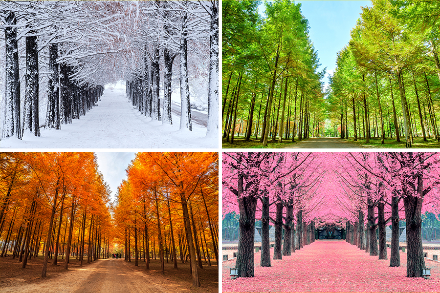 a day trip to nami island korea to witness the tree lane