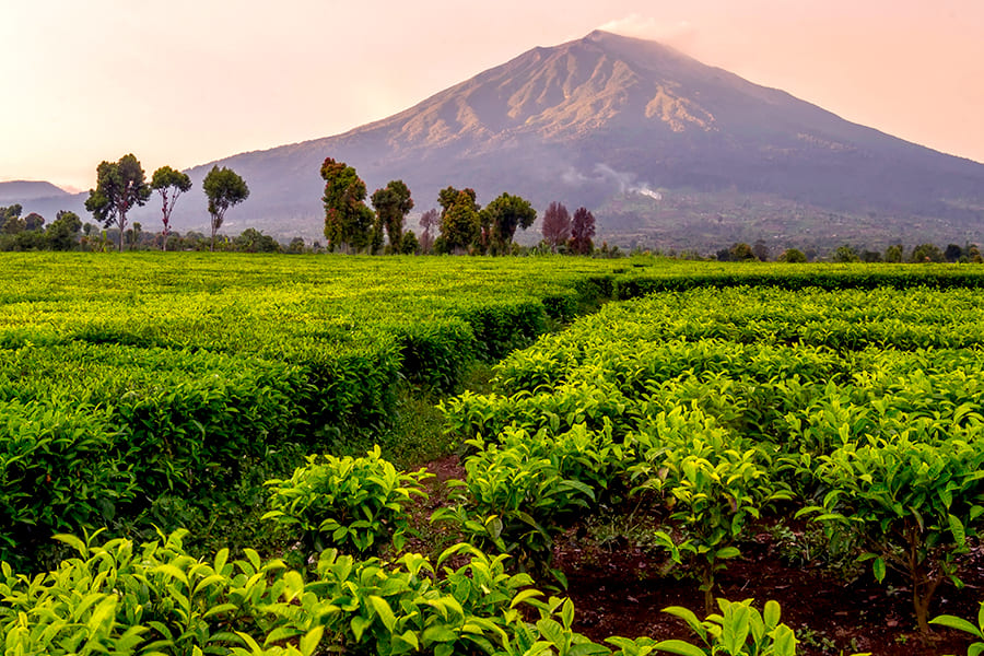 Kebun Teh Kayu Aro