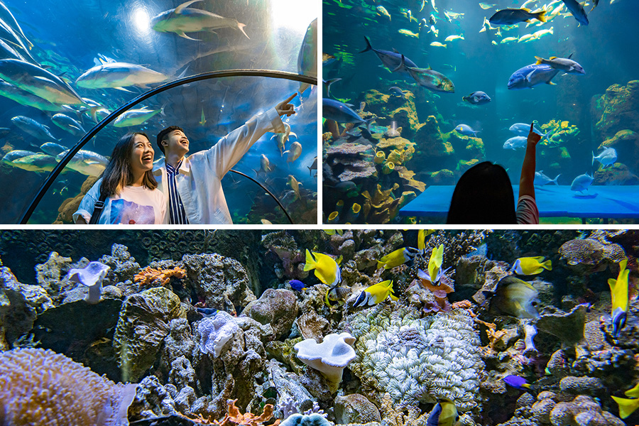 see underwater world at one of attractions in ancol