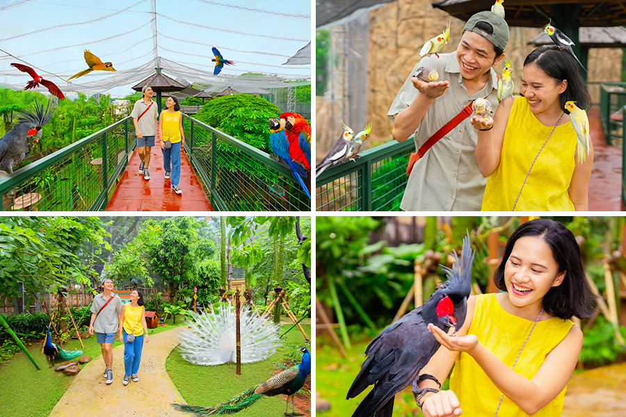 interact with many birds at one of attractions in ancol