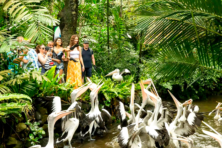 Harga Gledek Atraksi Populer - Bali Bird Park