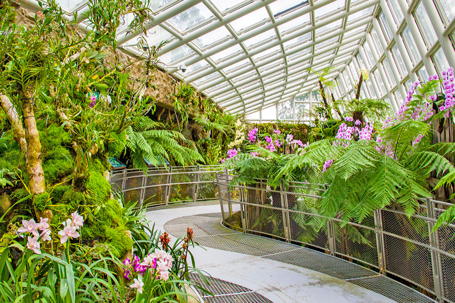 Solo Trip Singapore - Singapore Botanic Gardens