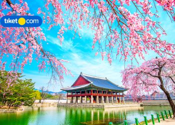Cherry Blossom in South Korea 2025: Check Out the Forecast Here!