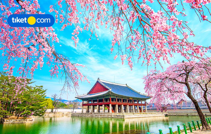 Musim Sakura di Korea Selatan 2025, Cek Jadwalnya di Sini!