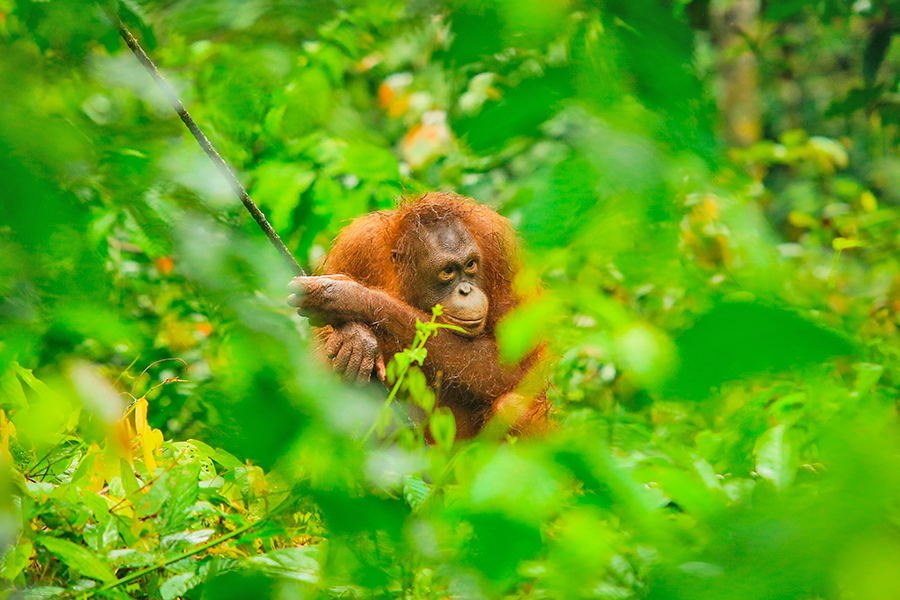 Tempat Wisata di Sabah - Pusat Rehabilitasi Orangutan Sepilok