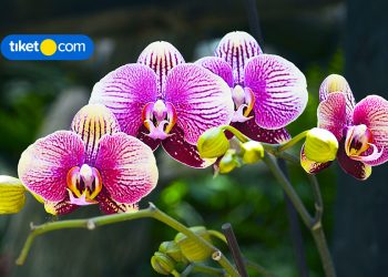 Orchid Forest Cikole