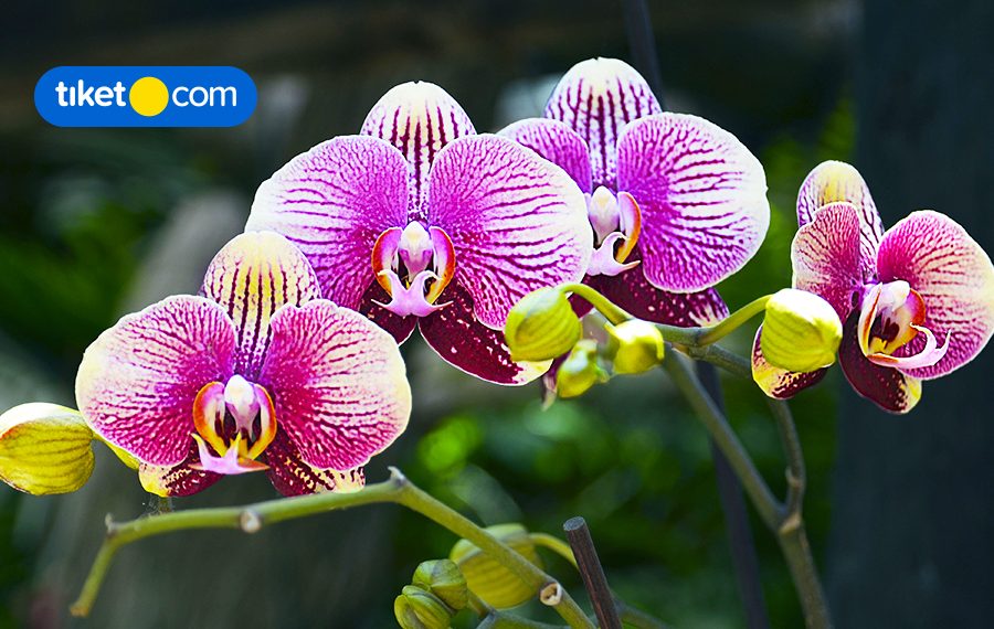 Orchid Forest Cikole