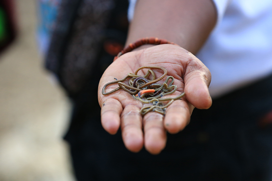 Nyale yang ditangkap warga di Festival Bau Nyale