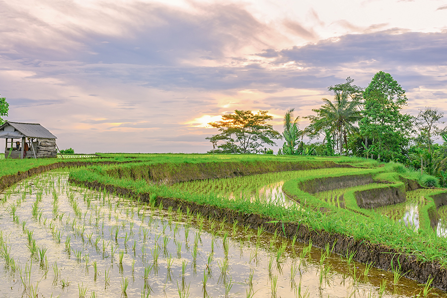 Perbedaan signifikan juga tampak dari cara mereka menyikapi upacara kematian. Bali Jawa memilih untuk membakar jenazah orang yang meninggal. Padahal Kaum Bali Mula tidak demikian, mereka menguburkannya.