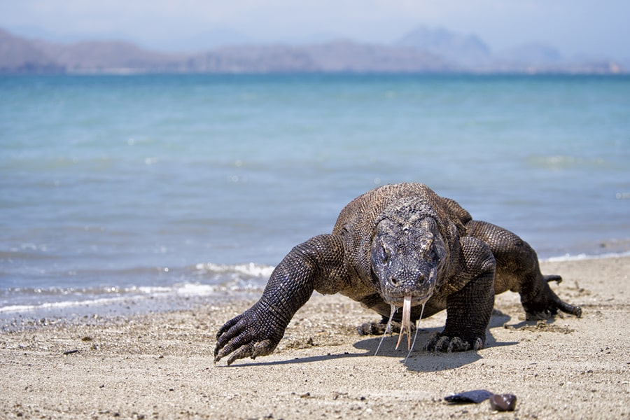 Komodo Labuan Bajo