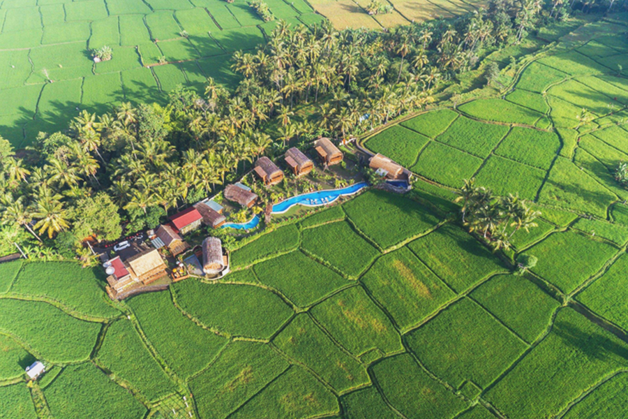 villas in paddy fields