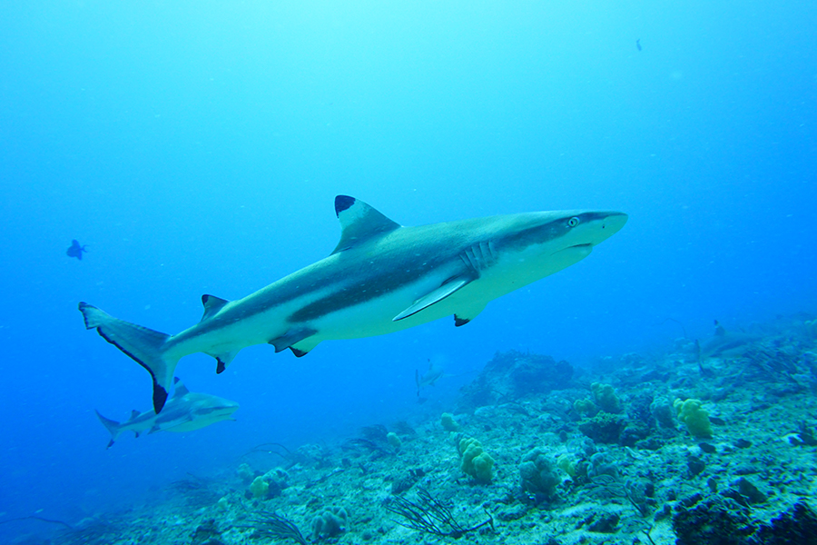 Keindahan Morotai
