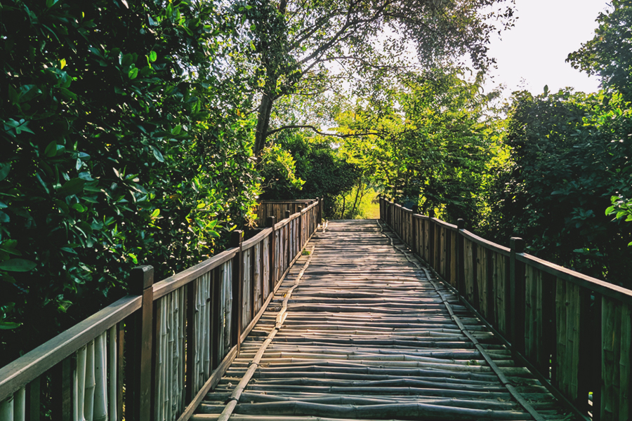 Wisata Sehari di Surabaya - Ekowisata Mangrove Wonorejo