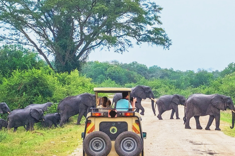 safari at yala national park sri lanka
