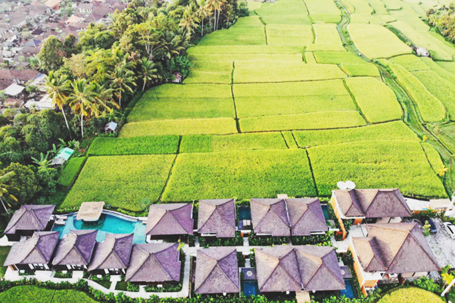villas in paddy fields