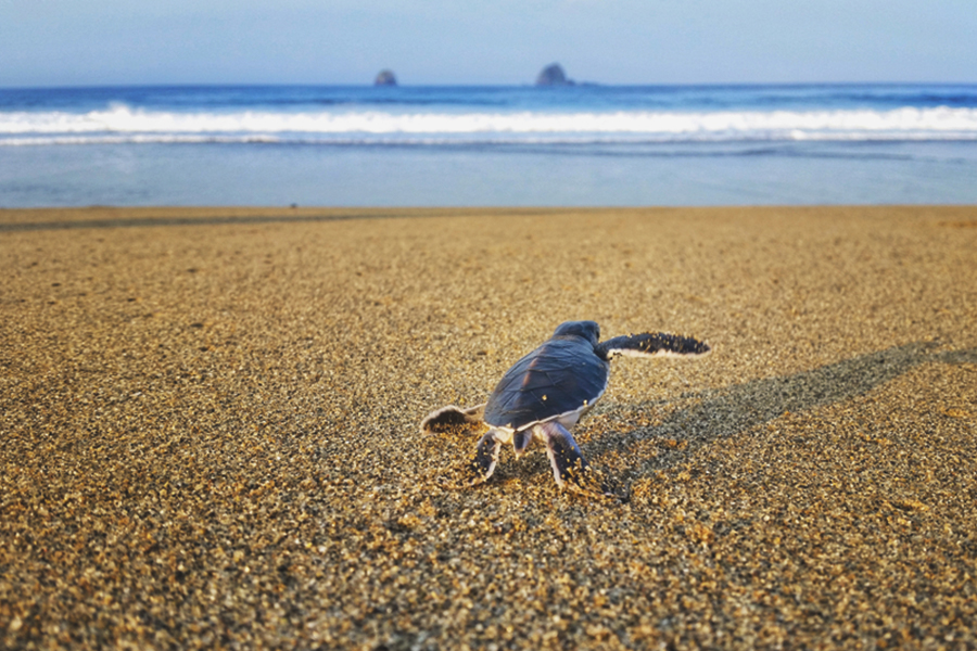 beaches in Banyuwangi