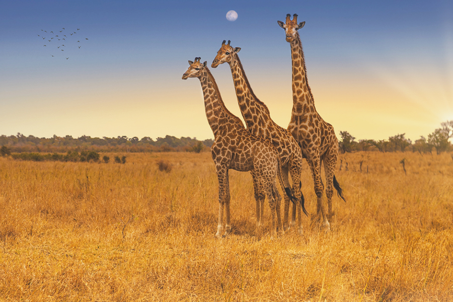 kruger national park